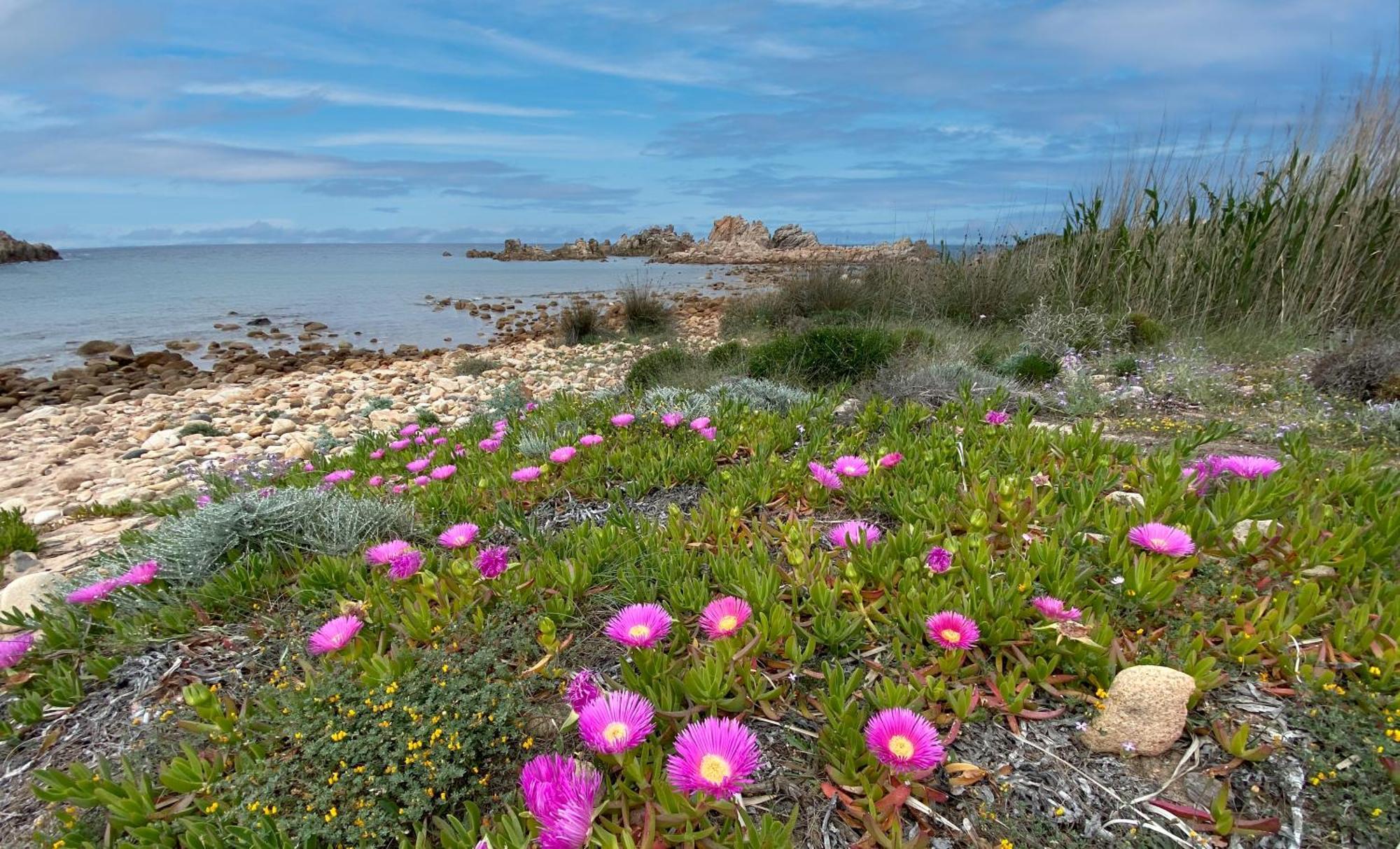 Gli Oleandri Di Calarossa - 5M Walk To The Beach Изола Роса Екстериор снимка